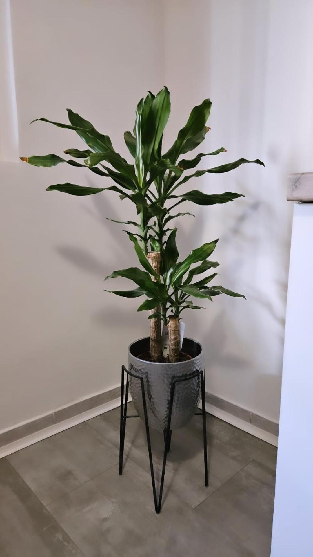 Apartment Gago Split Buitenkant foto